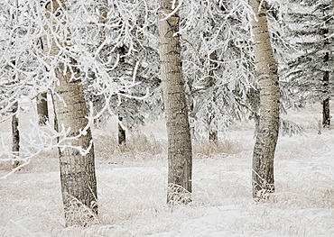 Calgary, Alberta, Canada, White Aspens In Winter