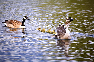 Two Geese Swimming With Their Goslings Following