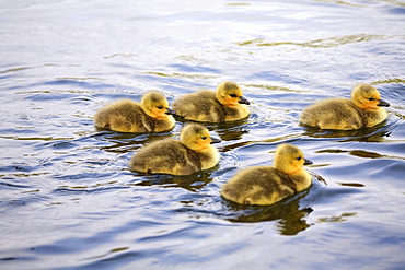 Five Goslings In The Water