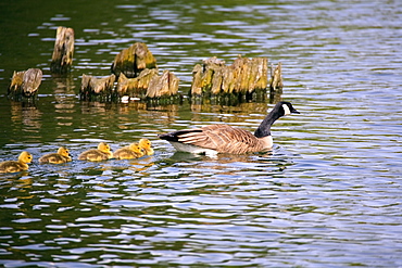 Five Goslings Following The Mother Goose