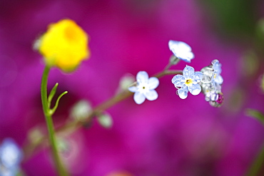 Small Blue Flowers