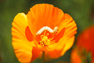 A Caterpillar On An Orange Flower