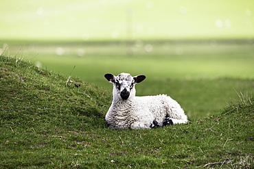 Northumberland, England, A Sheep Sits Alone In A Pasture