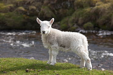 Northumberland, England, A Sheep Standing On The Shore Of A River