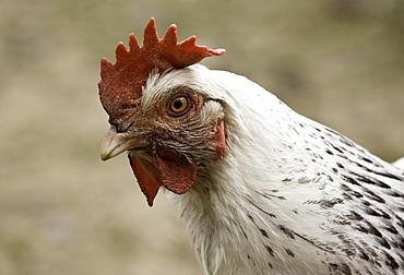 The Head Of A Rooster