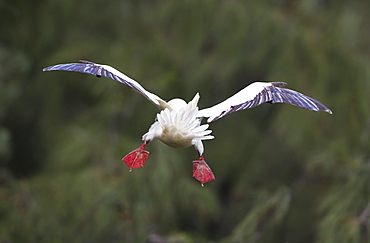 Hawaii, United States Of America, Red-Footed Booby (Sula Sula) Pitches Forward In Flight With Tail Feathers And Feet Flared For Braking