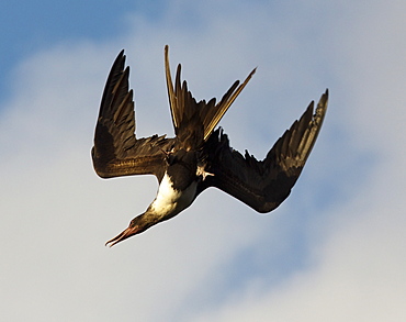 Hawaii, United States Of America, Great Frigatebird (Fregata Minor) Diving In Flight