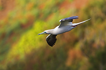 Hawaii, United States Of America, Red-Footed Booby (Sula Sula) In Flight