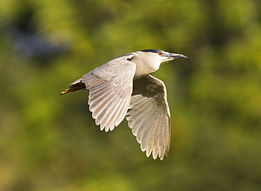 Hawaii, United States Of America, Black-Crowned Night Heron (Nycticorax Nycticorax) In Flight