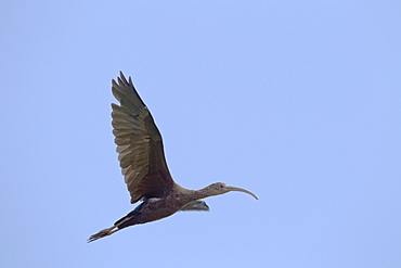 Hawaii, United States Of America, White-Faced Ibis (Plegadis Chihi) In Flight