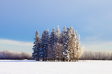 Parkland County, Alberta, Canada, A Cluster Of Trees In A Field Covered In Snow In Winter