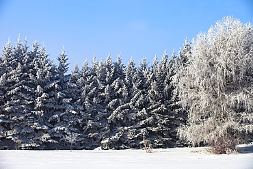 Parkland County, Alberta, Canada, Trees Covered In Snow In Winter