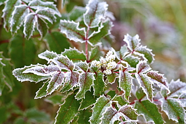 Oregon, United States Of America, Frost On Autumn Colored Leaves In Mt. Hood National Forest