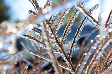 Oregon, United States Of America, Ice On Tree Branches In Mount Hood National Forest