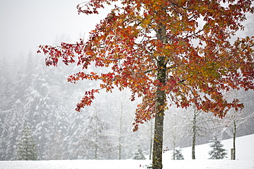 Falling Snow Over A Park Area