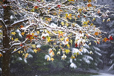 Oregon, United States Of America, Snow On The Leaves Of A Tree In Silver Falls State Park