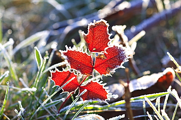 Oregon, United States Of America, Frost On Autumn Leaves