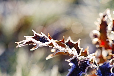 Oregon, United States Of America, Frost On Autumn Leaves