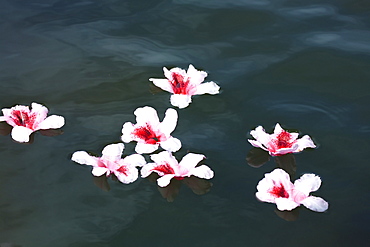 Portland, Oregon, United States Of America, Rhododendron Flowers Floating In Water At Crystal Springs Rhododendron Garden