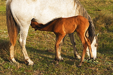 A Foal Drinks Milk From It's Mother, Tarifa, Cadiz, Andalusia, Spain