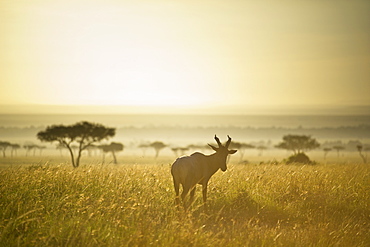 An Antelope Walks In The Grassland At Sunset, Kenya