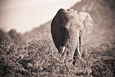 An Elephant Walking In The Bush, Samburu, Kenya