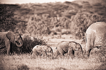 Elephants Walking In A Row, Samburu, Kenya