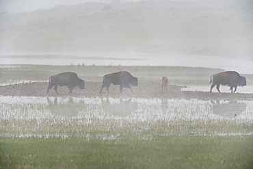 Bison In Fog In Marshy Area Of Hayden Valley, Yellowstone National Park, Wyoming, United States Of America