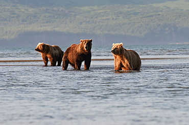 Three Grizzly Bears (Ursus Arctos Horribilis) Fishing, Alaska, United States Of America