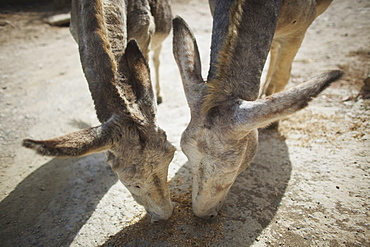 Donkeys Eating Grain, Tarifa, Cadiz, Andalusia, Spain