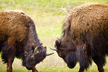 Two Male Bisons (Buffalo) Fighting At Yellowstone National Park, Wyoming, Usa