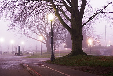 Stanley Park At Dawn