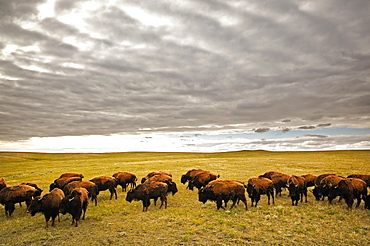 Bison Grazing, Saskatchewan, Canada