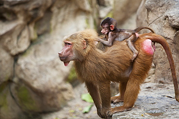 A Mother Baboon With Her Baby On Her Back At The Singapore Zoo, Singapore