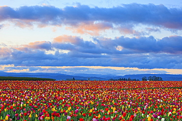 Sunrise Over A Tulip Field At Wooden Shoe Tulip Farm, Woodburn, Oregon, United States of America