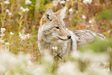 Young Coyote (Canis Latrans) In A Forest, Alberta, Canada