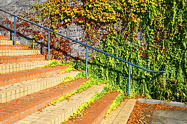 Foliage In Autumn Colors In Washington Park, Portland, Oregon, United States of America