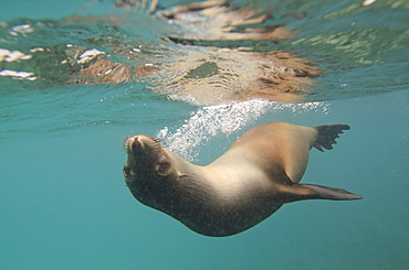 A Sea Lion Swimming Under The Water's Surface, Galapagos, Equador