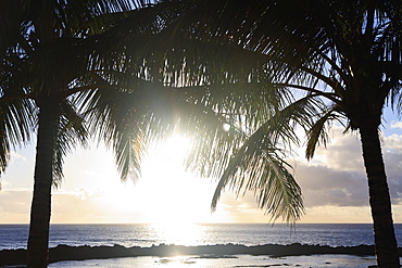 Sunlight reflecting off the water and two palm trees at the water's edge, Honolulu hawaii united states of america