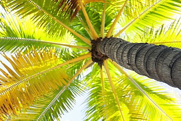 Beautiful palm tree detail seen from below, Honolulu oahu hawaii united states of america