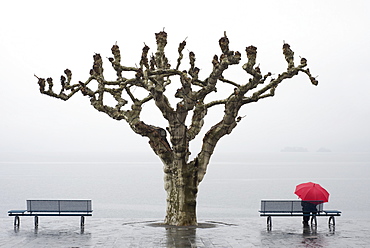 A tree and a person with a red umbrella at the water's edge, Ascona ticino switzerland