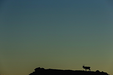 Silhouette Of A Solitary Reindeer Standing On A Rock At Sunset, Eastern Iceland