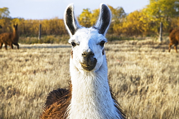 Llama on a farm, Saskatchewan canada