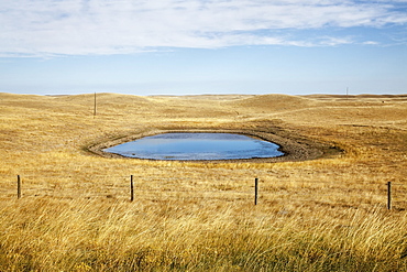 A field with a watering hole, Saskatchewan canada