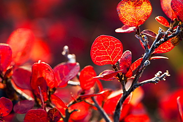 Autumn Colors On Tundra Foliage Near The Noatak River, Brooks Range, Alaska, United States Of America