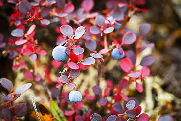 Lowbush Blueberry In Autumn Colors Near The Noatak River, Brooks Range, Alaska, United States Of America