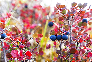 Lowbush Blueberry In Fall Colors Near The Noatak River, Brooks Range, Alaska, United States Of America