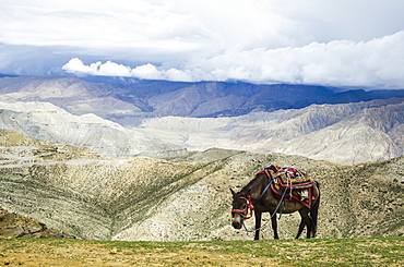 Nepalese horse rests on a mountain pass along the route from samar to gemi, Upper mustang nepal