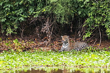 Female jaguar hunts along the pixiam river, Pantanal brazil