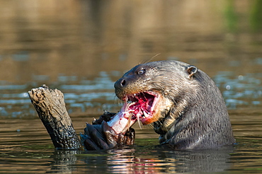 Giant river otter (pteronura brasiliensis) eats fish along the cuiba river in the pantanal, Brazil